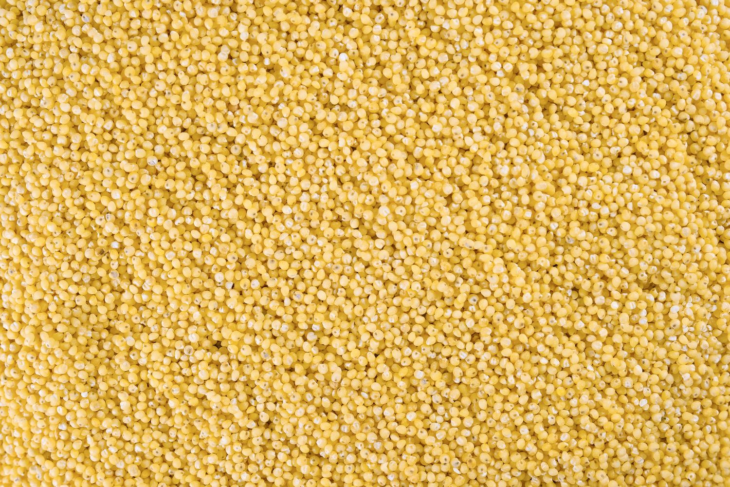 Discovering the Benefits of Millets: A Beginner’s Guide